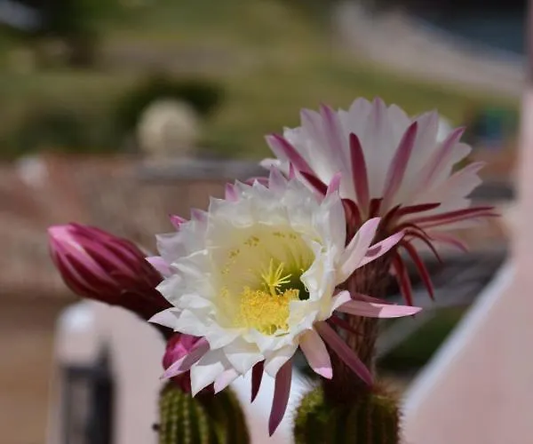 Cala Del Faro - Casa Di Mare * Porto Cervo